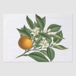 Papel De Seda Naranja botánico de Vintage Fruta y blanco floread