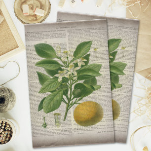 Papel De Seda naranja de arte botánico del país francés vintage 