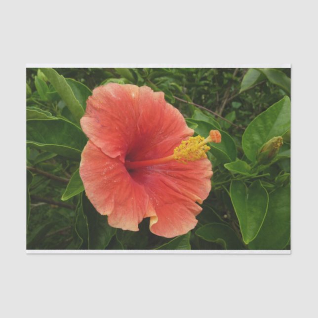 Papel De Seda Naranja Hibiscus Flower Tropical Floral (Anverso)
