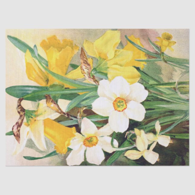 Papel De Seda Narcisos amarillos y papel seda blanco 17x23 (Anverso)