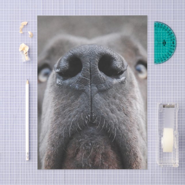 Papel De Seda Nariz de Gran Danés (Artesanía)