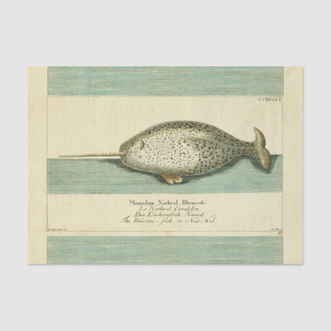 Papel De Seda Narwhal Antiguo Whale Watercolor Arte Científico (Anverso)
