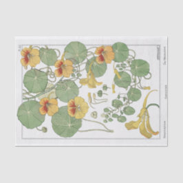 Papel De Seda Nasturtium, Serie de Botánica de Eugene Grassat