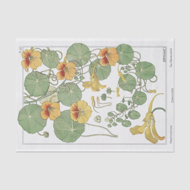 Papel De Seda Nasturtium, Serie de Botánica de Eugene Grassat (Anverso)
