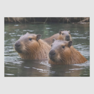 Papel De Seda Natación De Capybaras En El Río,