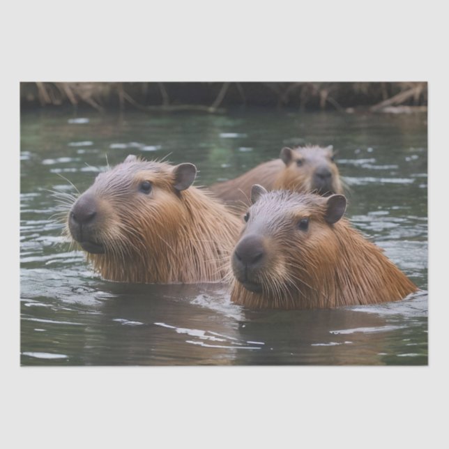 Papel De Seda Natación De Capybaras En El Río, (Anverso)
