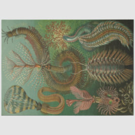 Papel De Seda Naturaleza Chaetpoda Ernst Haeckel Decoupage
