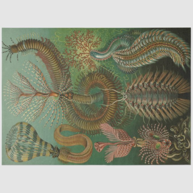 Papel De Seda Naturaleza Chaetpoda Ernst Haeckel Decoupage (Anverso)