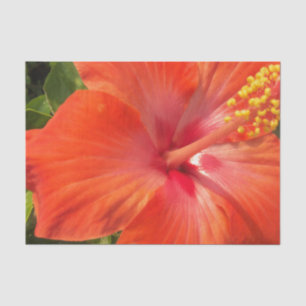 Papel De Seda naturaleza, hibisco, flor, verano, floral, tropica