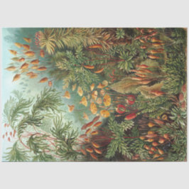 Papel De Seda Naturaleza Muscinae Ernst Haeckel Decoupage