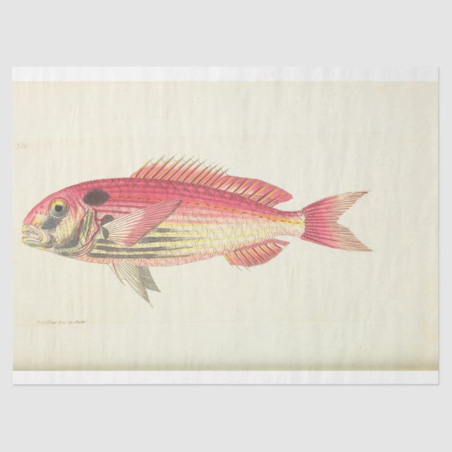 Papel De Seda Nautical Pescado Rosa Ephemera Vintage (Anverso)