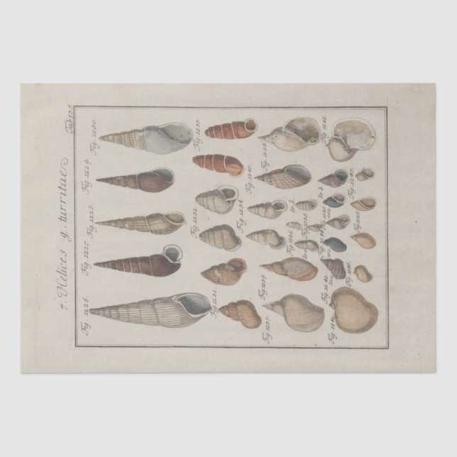 Papel De Seda Nautical Sea Shells Ephemera Decoupage Francés (Anverso)
