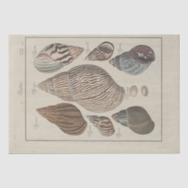 Papel De Seda Nautical Sea Shells Ephemera Decoupage Francés