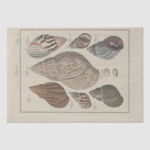 Papel De Seda Nautical Sea Shells Ephemera Decoupage Francés