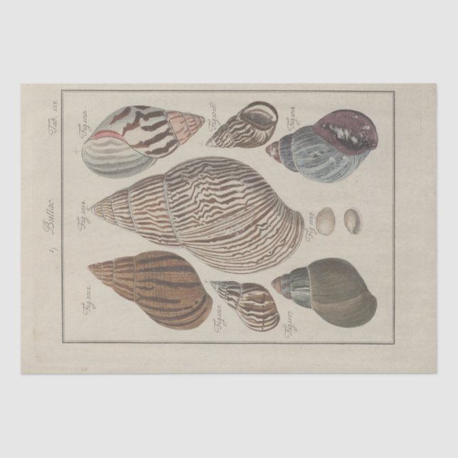 Papel De Seda Nautical Sea Shells Ephemera Decoupage Francés (Anverso)