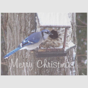Papel De Seda Navidades de Wildlife Blue Jay saludan al tema