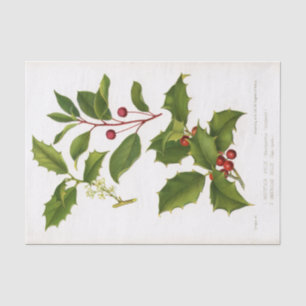 Papel De Seda Navidades del Ilustracion Botánico Holly