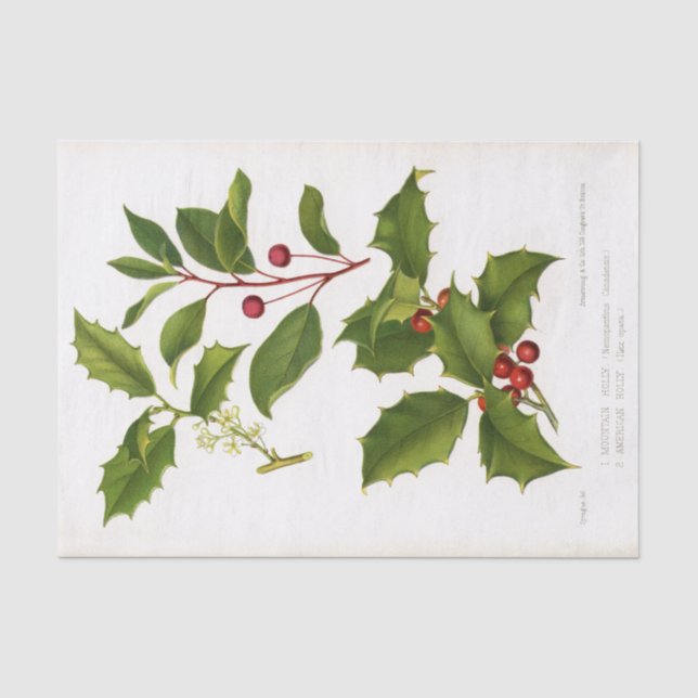 Papel De Seda Navidades del Ilustracion Botánico Holly (Anverso)