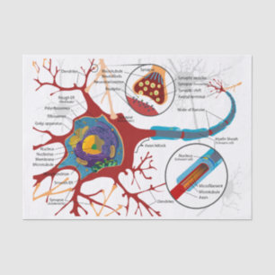 Papel De Seda Nervio de las neuronas sano