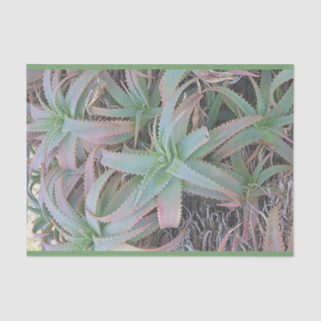 Papel De Seda Nevada succulantes (Anverso)