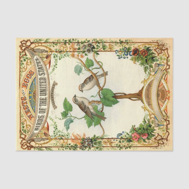 Papel De Seda Nidos y huevos Aves de Estados Unidos (Anverso)