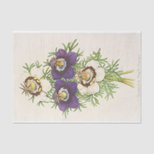 Papel De Seda Nigella Hispanica por Charles Antoine Lemaire