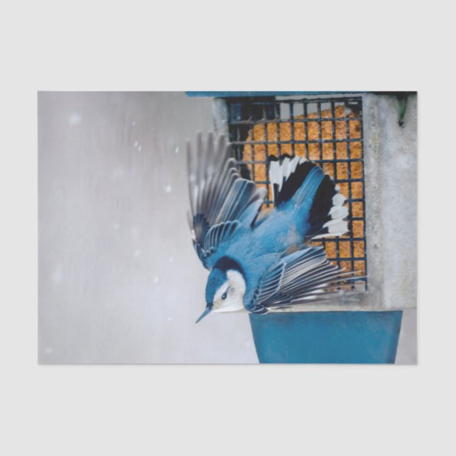 Papel De Seda Nuthatch blanco en nieve - foto original (Anverso)