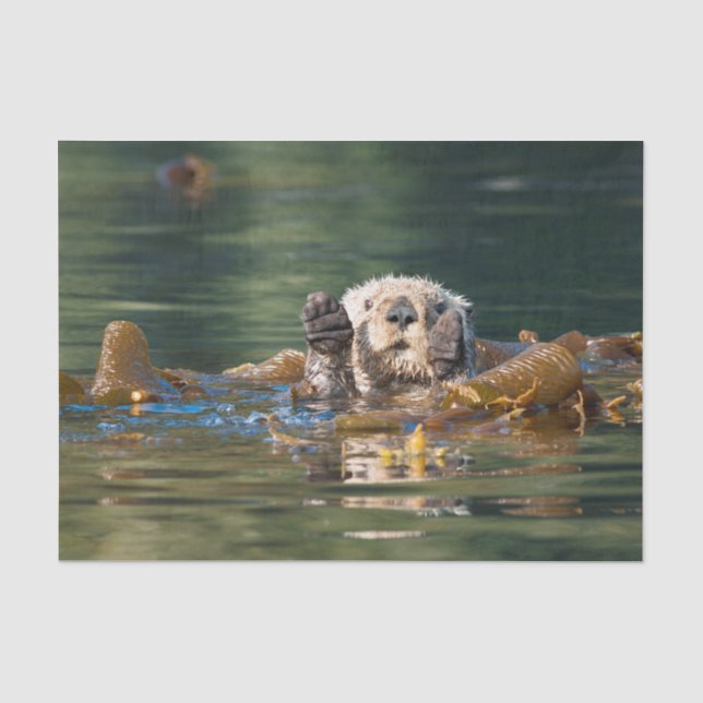 Papel De Seda Nutria de mar que agita (Anverso)