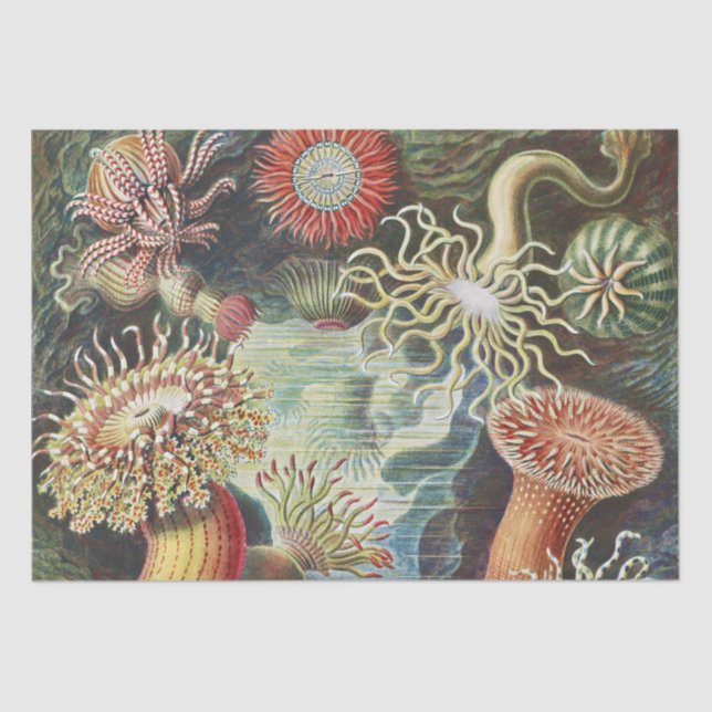 Papel De Seda Océano marino Anemone Científico (Anverso)