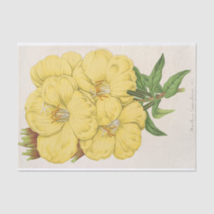 Papel De Seda OEnothera Lamarckiana por Charles Antoine Lemaire
