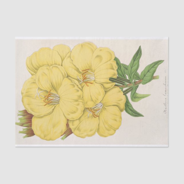 Papel De Seda OEnothera Lamarckiana por Charles Antoine Lemaire (Anverso)