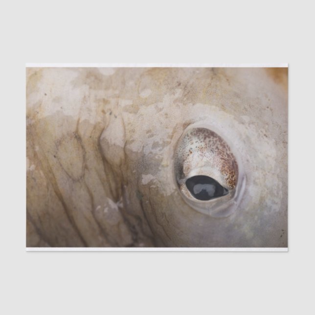 Papel De Seda Ojo del pulpo (Anverso)