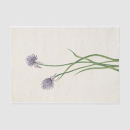 Papel De Seda Onion siberiano por Mary Vaux Walcott