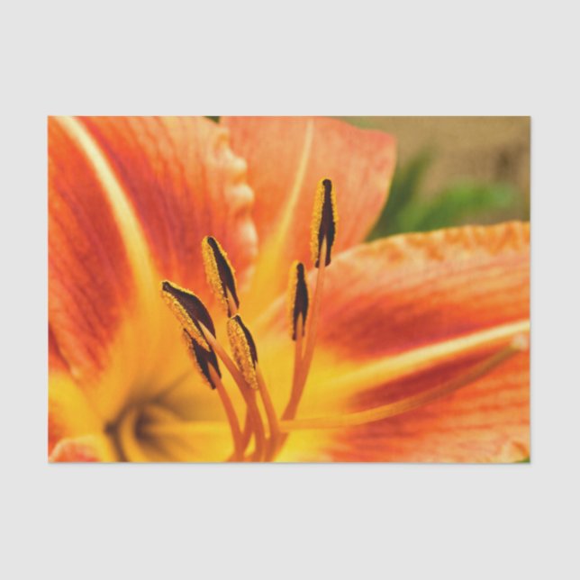 Papel De Seda Orange Tiger Lily (Anverso)