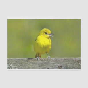 Papel De Seda Orchard Oriole - Foto original