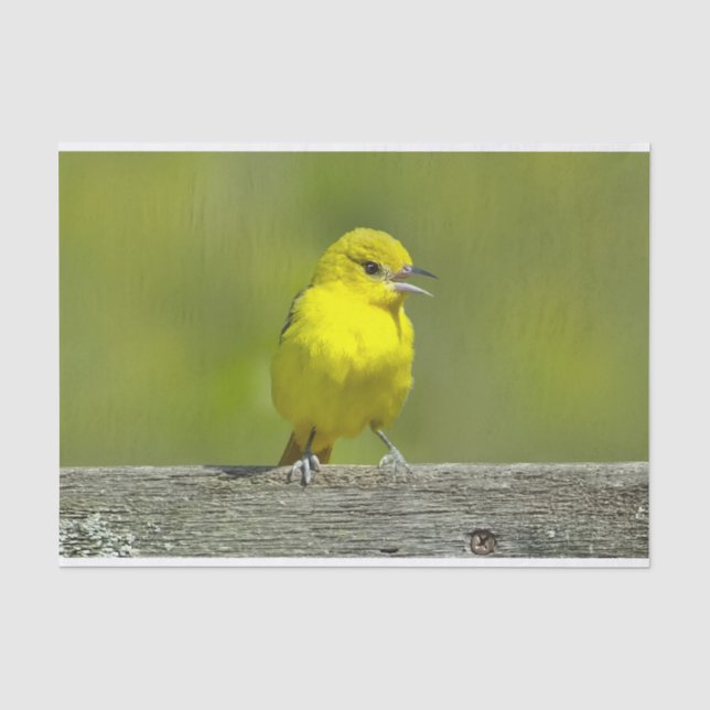 Papel De Seda Orchard Oriole - Foto original (Anverso)