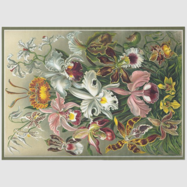 Papel De Seda Orquídea Floral Ernst Haeckel Decoupage (Anverso)