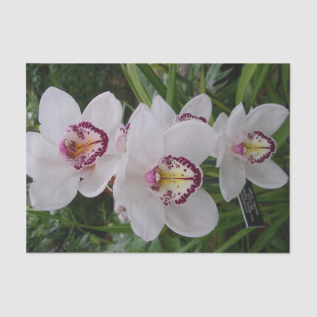 Papel De Seda Orquídeas Blancas Hermosas Flores Tropicales (Anverso)