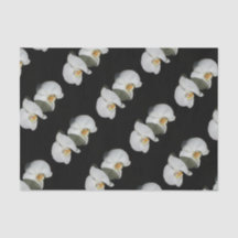 Orquídeas blancas románticas, foto floral tropical