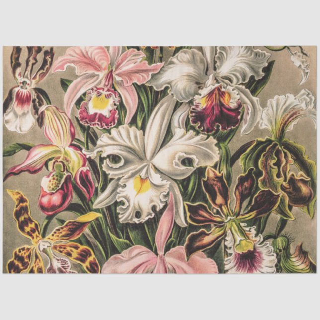 Papel De Seda Orquídeas de Ernst Haeckel (Anverso)