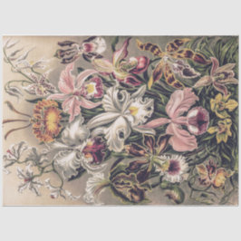 Papel De Seda Orquídeas de Ernst Haeckel Decoupage
