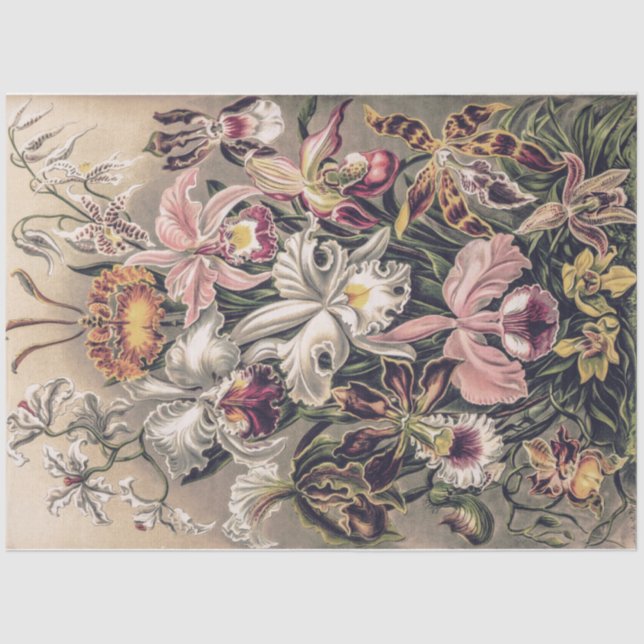 Papel De Seda Orquídeas de Ernst Haeckel Decoupage (Anverso)