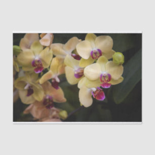 Papel De Seda Orquídeas de rosa y amarillo
