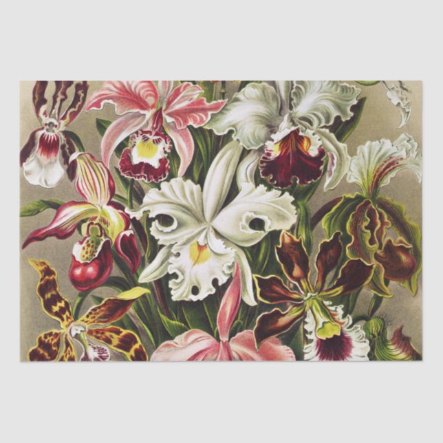 Papel De Seda Orquídeas Orchideae Denusblumen Ernst Haeckel (Anverso)