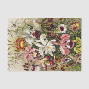 Papel De Seda Orquídeas Orchideae Denusblumen Ernst Haeckel