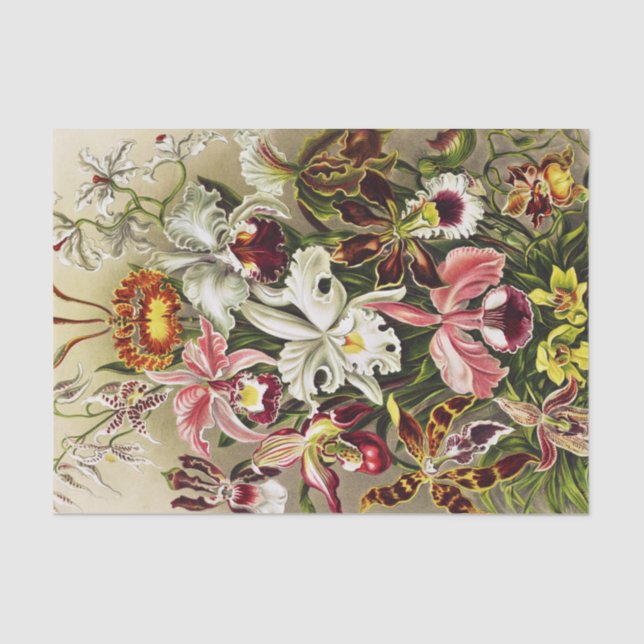 Papel De Seda Orquídeas Orchideae Denusblumen Ernst Haeckel (Anverso)