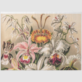 Papel De Seda Orquídeas por Ernst Haeckel Decoupage Tissue Paper
