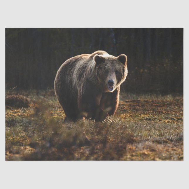 Papel De Seda Oso (Anverso)