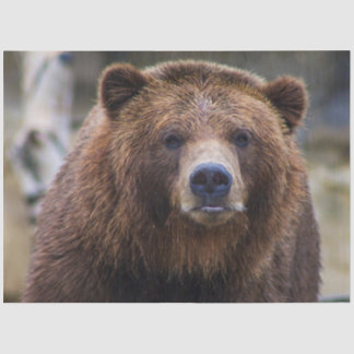 Papel De Seda Oso marrón