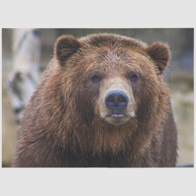 Papel De Seda Oso marrón (Anverso)